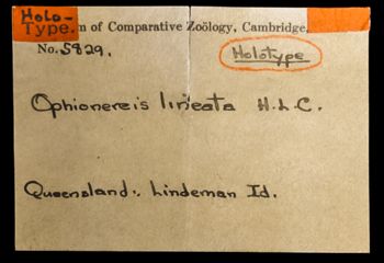 Media type: image;   Invertebrate Zoology OPH-5829 Description: Labels for this specimen included in the specimen tray.;  Aspect: labels